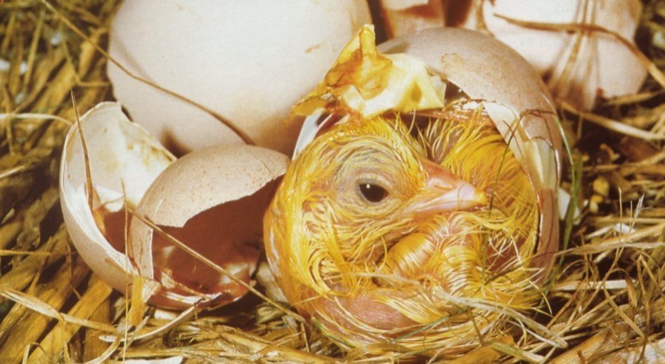 Réglementation & Conseils pour vendre ses œufs - LE BLOG