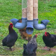 Mangeoires anti-nuisibles pour poules