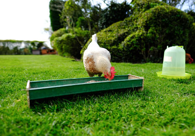 Nourriture et équipement nécessaire pour l'élevage de poules