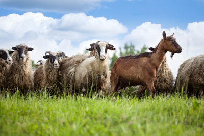 Élever des moutons et des chèvres en France et en Belgique
