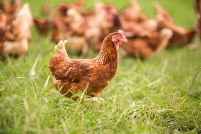 Pour avoir des poules en bonne santé, il est indispensable de veiller à l'hygiène du poulailler.