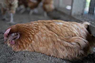 Maladies des poules : tout savoir