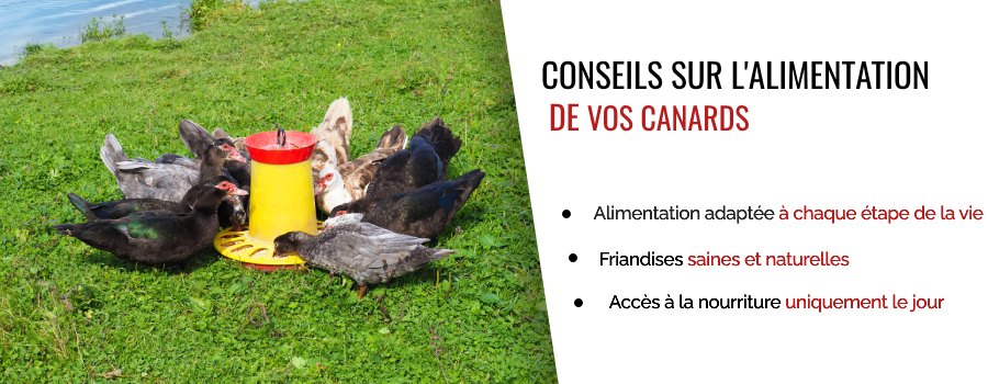 Alimentation idéale pour l'élevage de canards