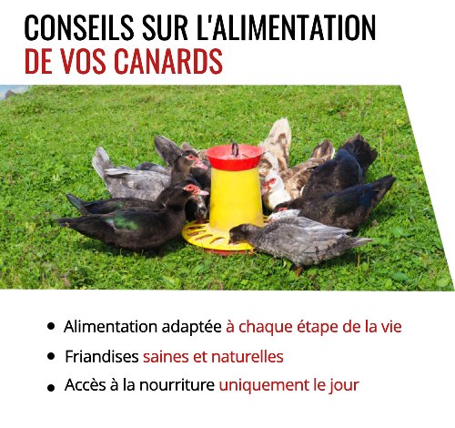 Quelle alimentation pour élever des canards ?