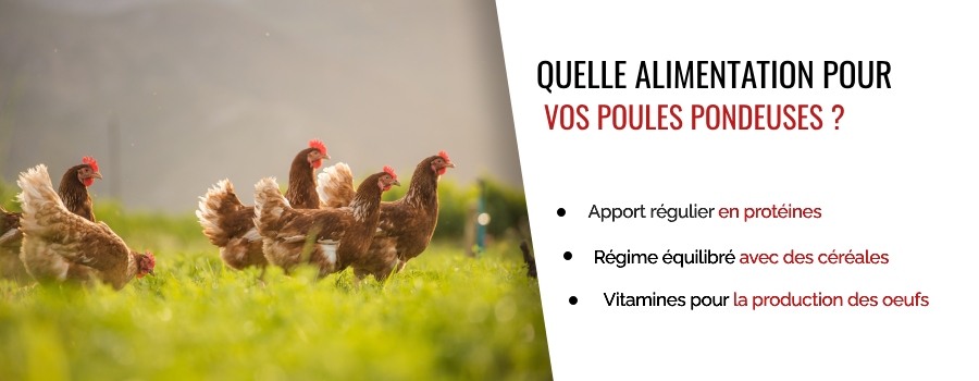 Alimentation poules pondeuses : conseils