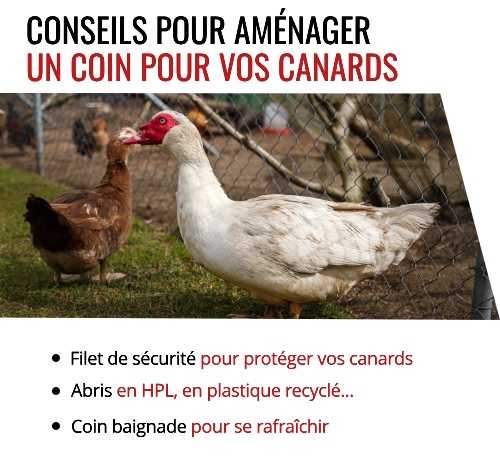 Conseils aménagement coin canards dans un jardin