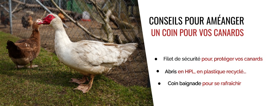 Coin pour vos canards : conseils