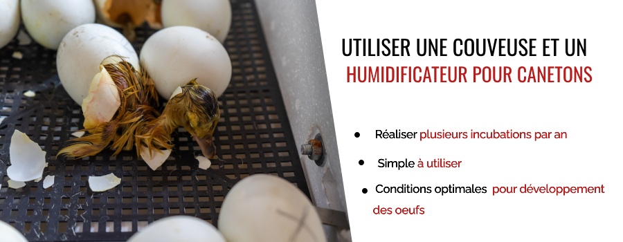 Utilisation d'une couveuse et d'un humidificateur pour canards