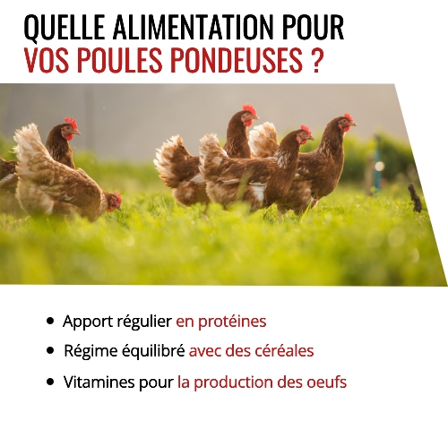 Conseils pour l'alimentation de vos poules pondeuses