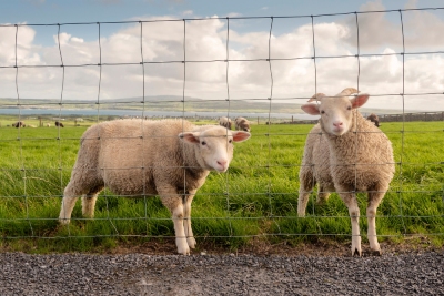 Clôtures idéales pour vos chèvres et vos moutons