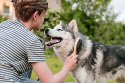 Conseils pour entretenir le pellage de votre chien