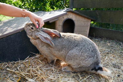 Conseils pour élever un lapin géant à la maison