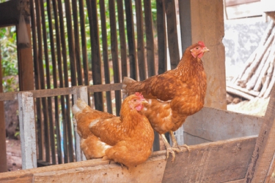 Vermifugez vos poules avec les produits proposés par le Roi de la Poule