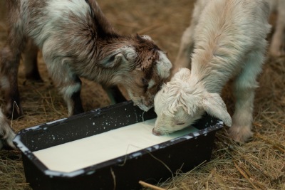 Conseils pour prendre soin des chevreaux