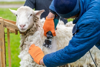 Matériel pour prendre soin des chèvres et moutons